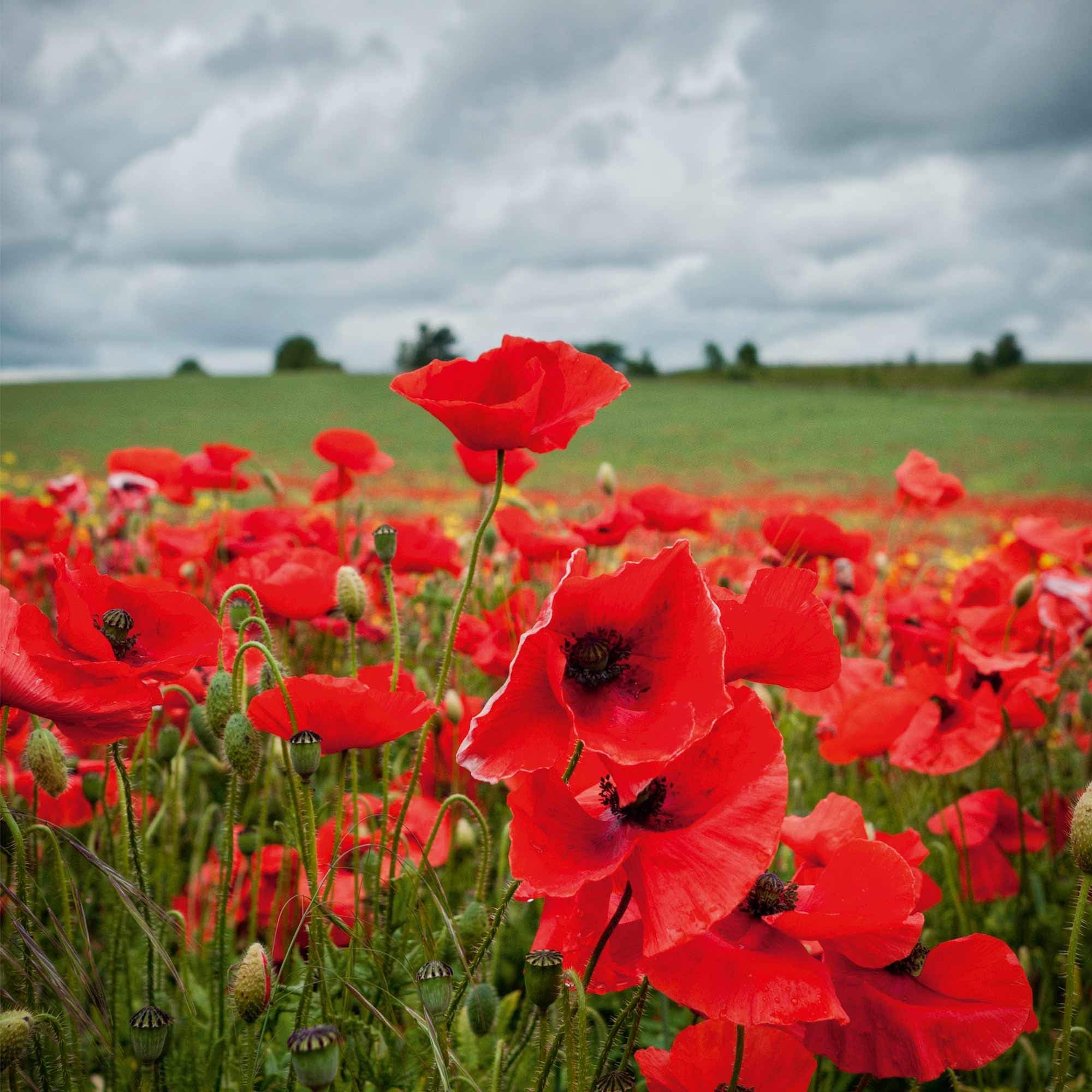 Suttons Poppy Seeds Field Poppy (rhoeas) Papaver Flanders Flower Seeds, Approx. 2,800 Seeds per Pack, Grow Your own Poppies from Seed, Ideal for Containers, Beds and Borders,