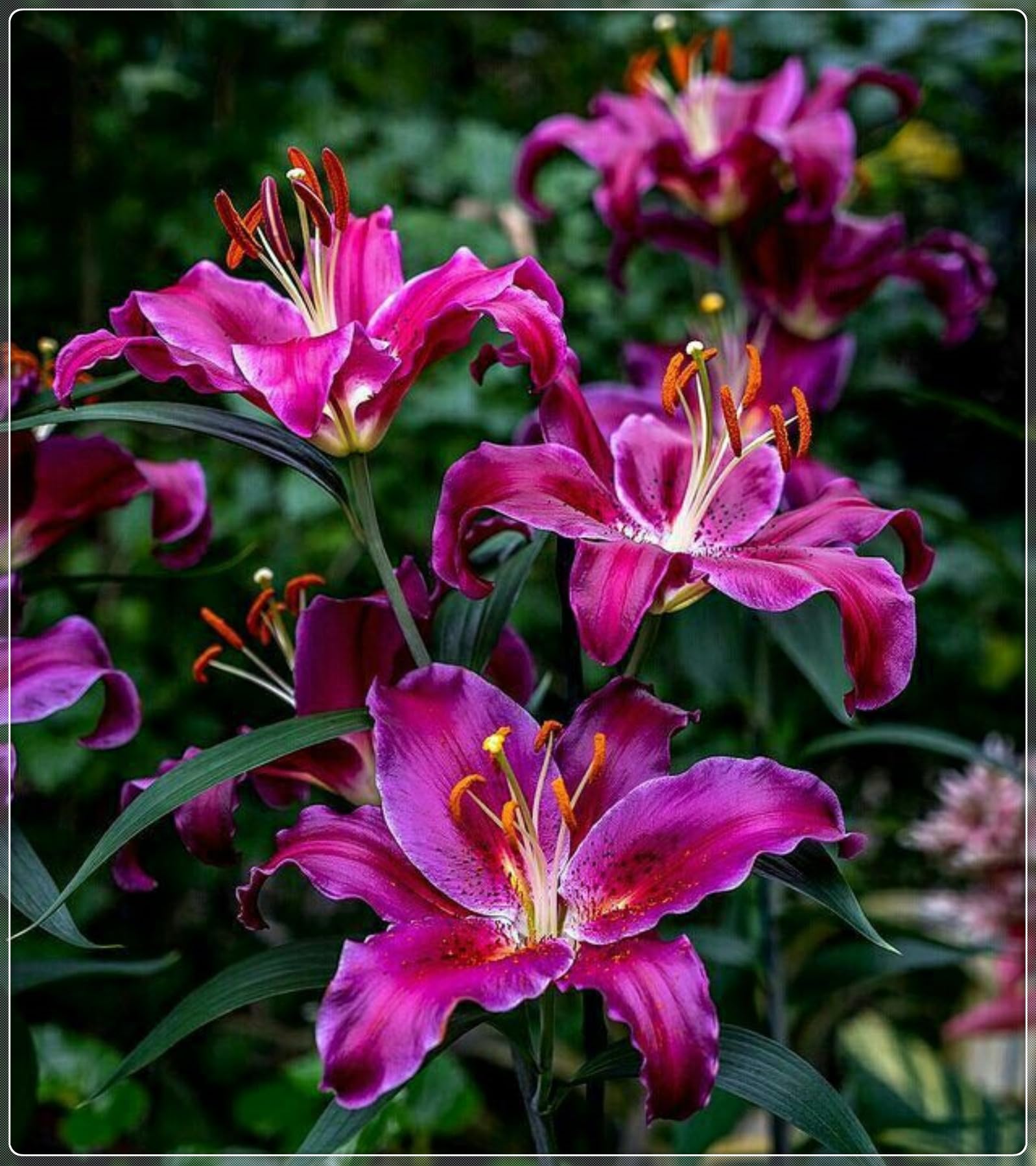 Lily Plants Perennial- Fragrant Flowers- Rare and Beautiful Lily Bulbs Ideal for Rockeries- Borders & Indoor or Outdoor Displays-6bulbs-C