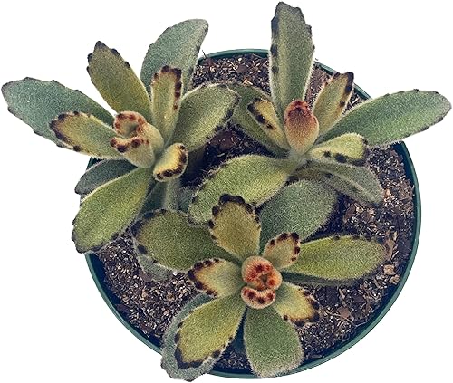 Miniatura 6 de BubbleBlooms Solider de chocolate en una maceta de 4 pulgadas Kalanchoe Tomentosa Velvet Panda Planta de felpa