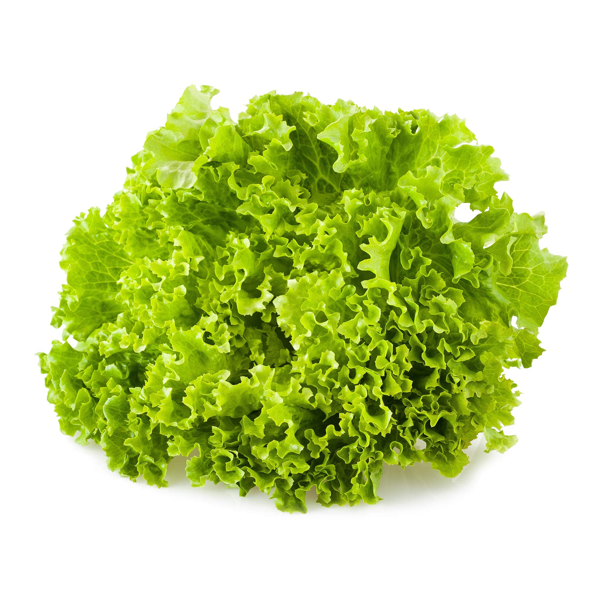 Amazon.com : Lettuce Seeds - Leaf - Green Ice - 1 g Packet ~900