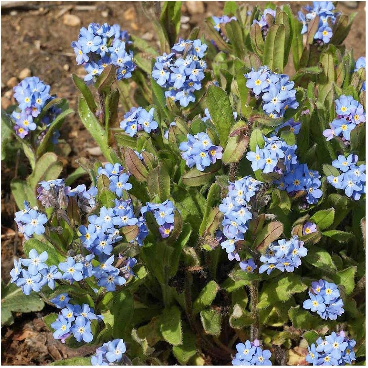Everwilde Farms - 1/4 Lb Forget-Me-Not Wildflower Seeds - Gold Vault