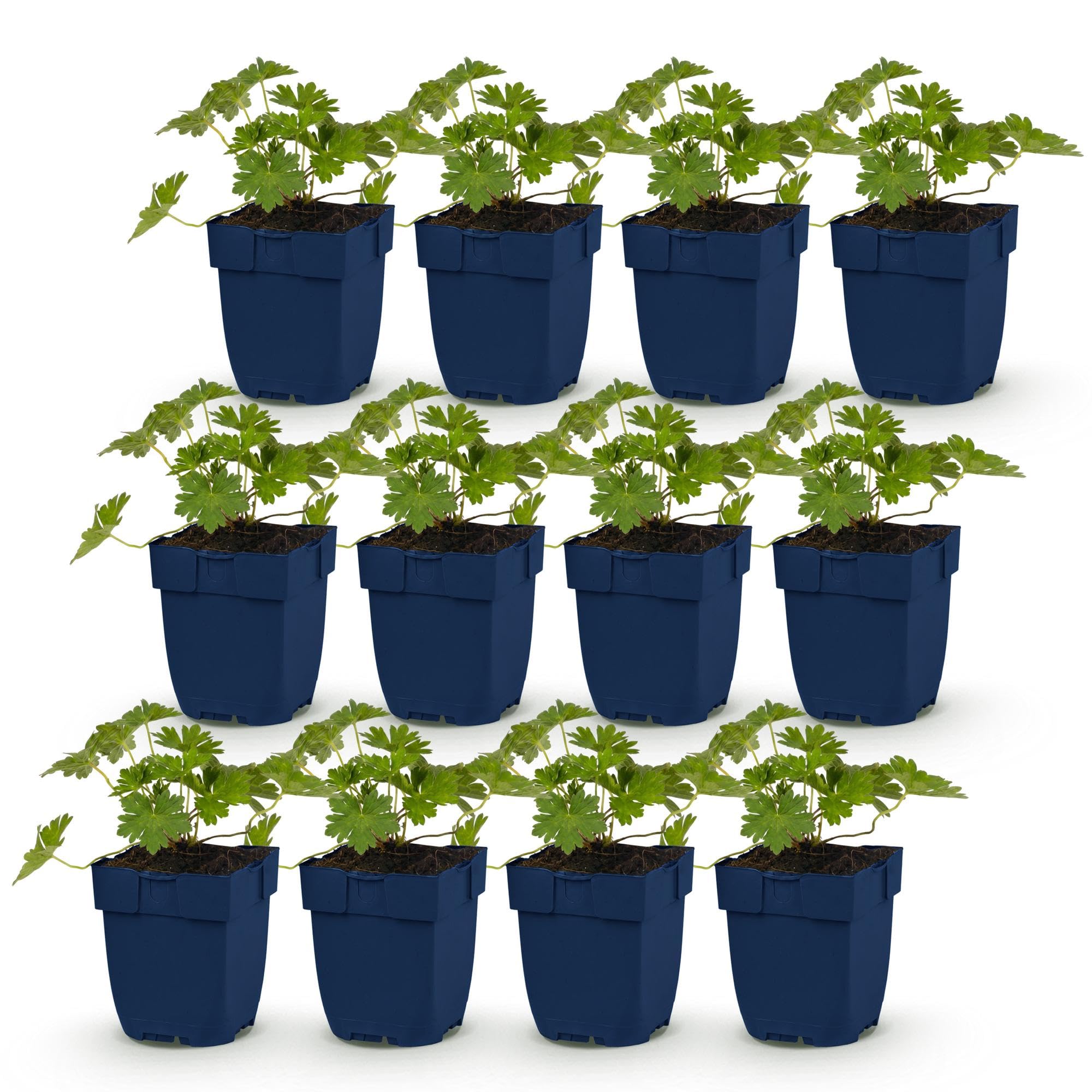 Piante Perenni Geranium 'Rozanne' Tappezzanti, Blu, Set da 12, Vaso 11cm