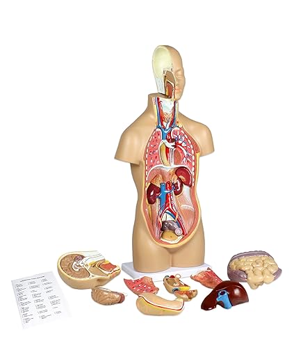 Vision Scientific VAT106 12 piezas Torso humano sin sexo  Mostrando sección de cerebro cuello disectado expone estructura neuronal vascular y