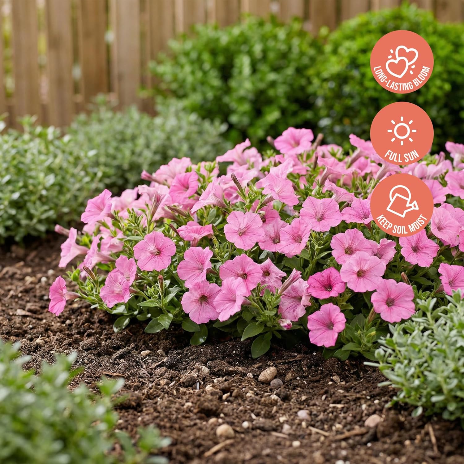 Proven Winners® Petunia Plant - Supertunia Vista Bubblegum - 2 Pack - Annual Flower for Spring & Summer Blooms - 6" Tall x 6" Wide, 1.56 Pt Pot