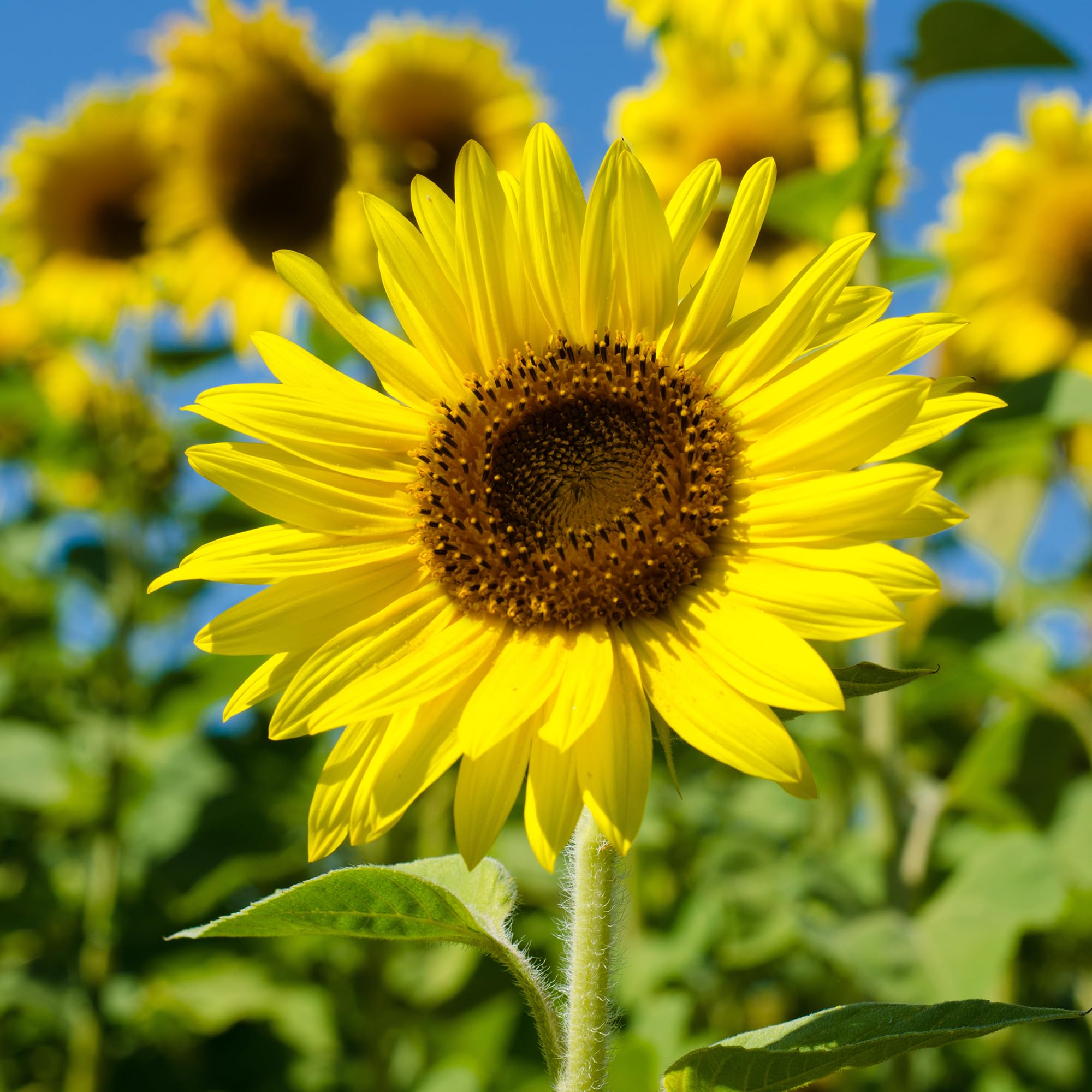 Samenhaus W5270-500x Sonnenblume Peredovick (500 Stück) (Saatgut für Werbezwecke)