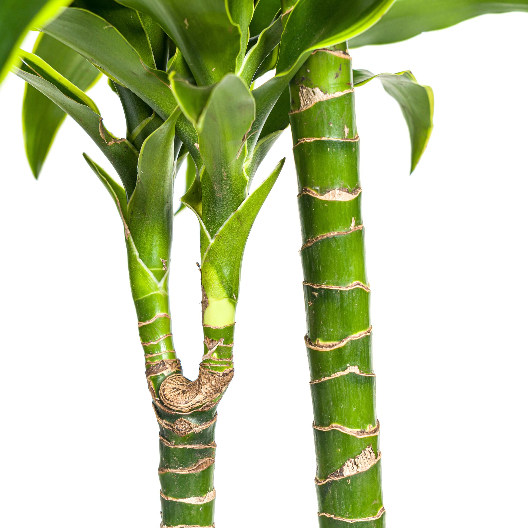 Dracaena Deremensis Dorado roślina pokojowa, zielona, Ø 24 cm, wys. 120-140 cm