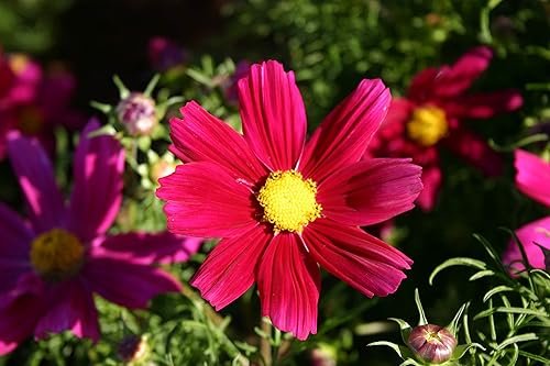 Miniatura 4 de Semillas de flores de cosmos rojas enanas para plantar, más de 100 semillas tradicionales por paquete, semillas de jardín de Isla (semillas de