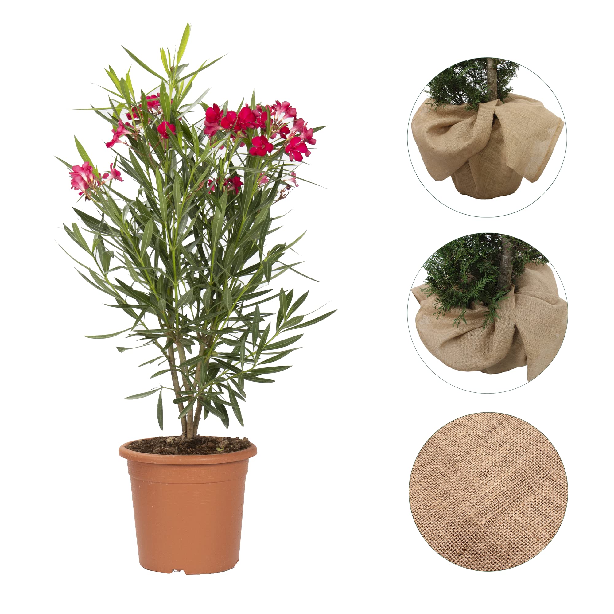 KENTIS - Nerium Oleander Rosso con Decorazione Vaso in Juta - Oleandro Pianta Vera da Esterno - Piante da Giardino Fiorite Perenni - H 80/100 cm Vaso Ø 24 cm