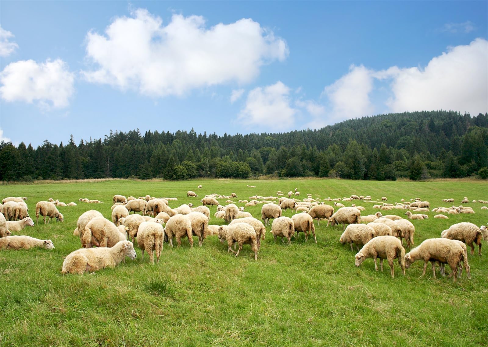 7x5ft Vinyl Rural Pasture Backdrop - Highland Sheep Photography Background