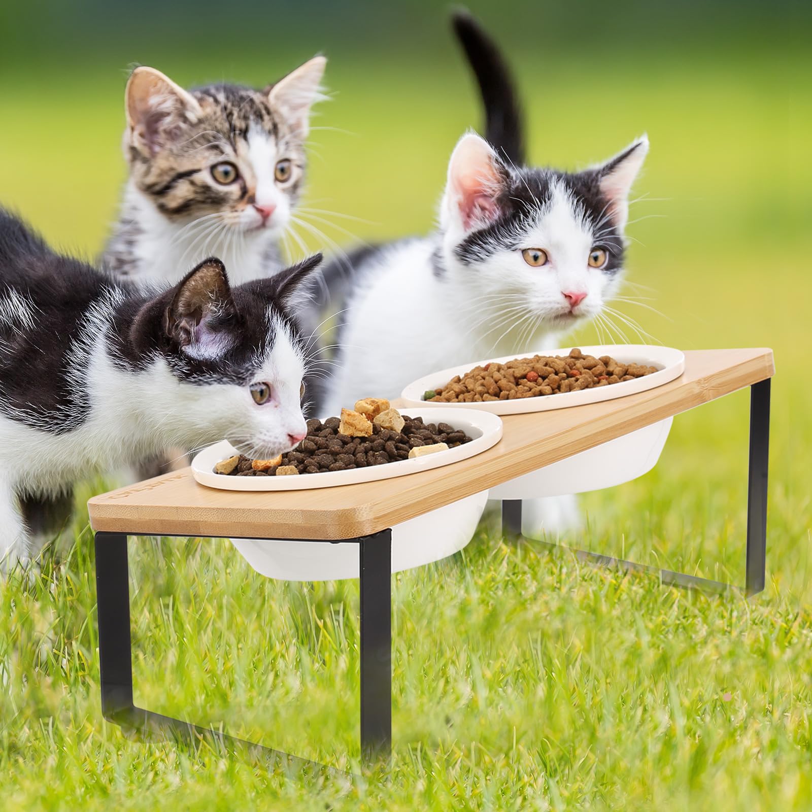CATTALK Elevated Cat Bowls, 15Â° Tilted Ceramic Cat Food Bowls Raised Dog Bowls for Small Dogs, Cat Food and Water Bowl Set Pet Bowls with Stand Anti-Vomiting Bowl for Cats and Puppy