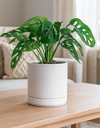 Miniatura 6 de Maceta de Cerámica con Agujero de Drenaje y Platillo, Maceta Redonda con Forma Cilíndrica, Interior