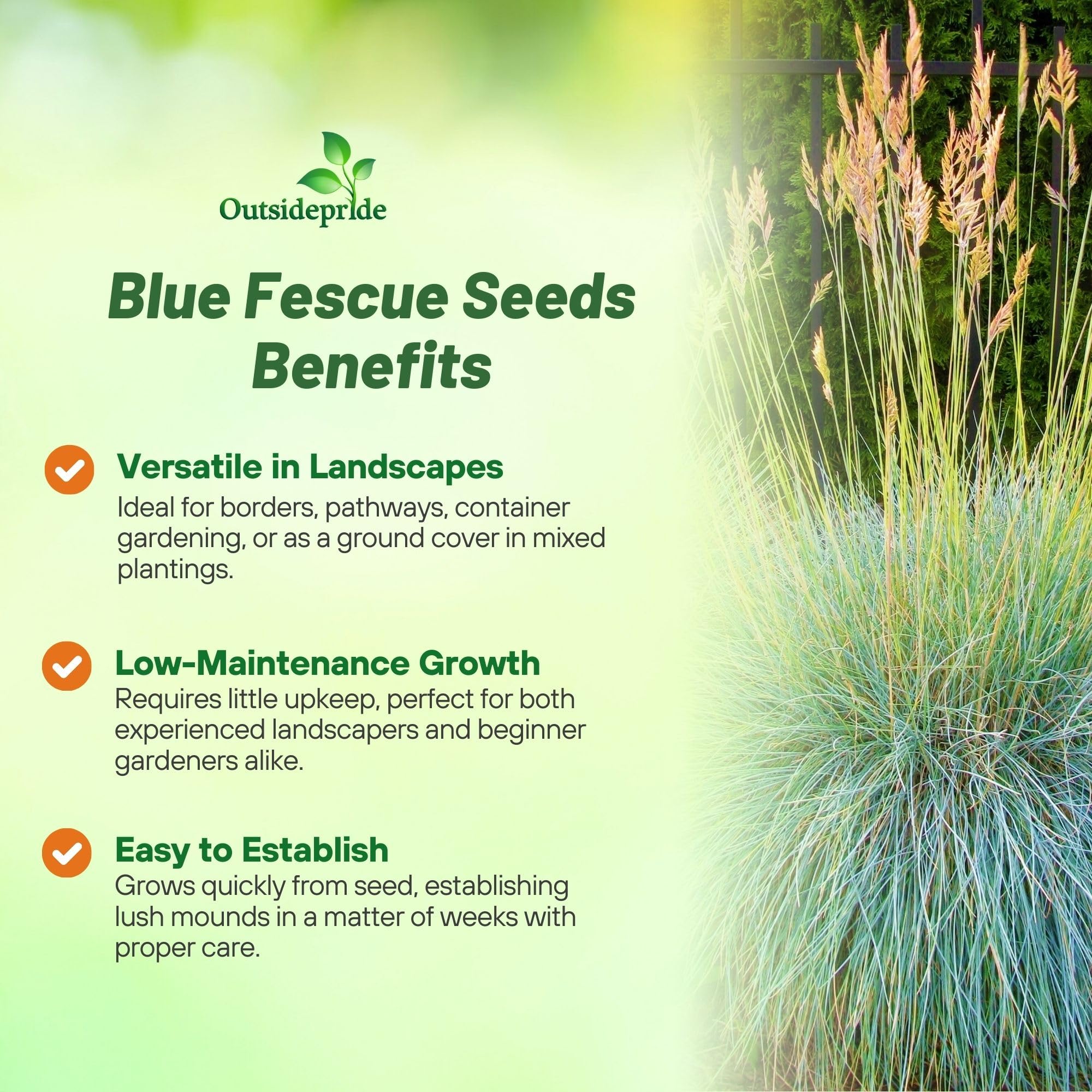 How To Harvest Blue Fescue Seeds