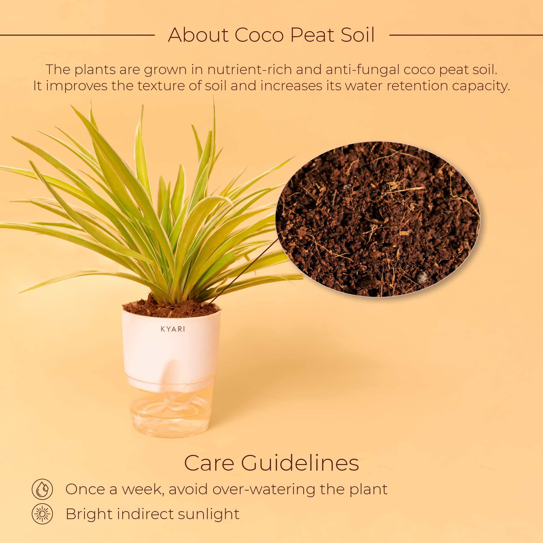 KYARI Spider Indoor Plants for Living Room | Live Plants | Plants with White Pot for Home | Air purifier plants | Plants for Home Decor - Image 6 thumbnail
