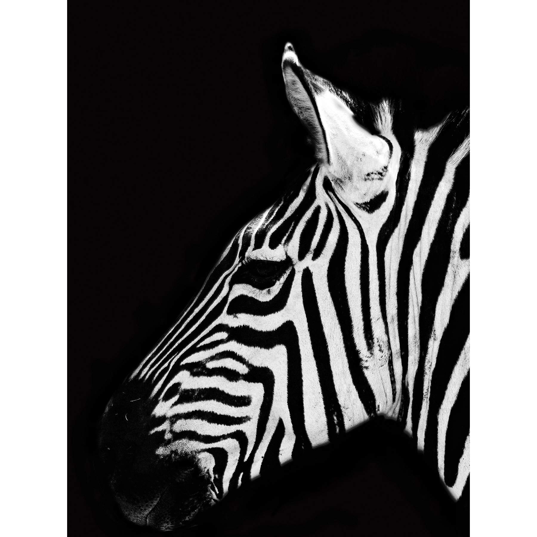 Artery8 Zebra Head Animal Black White Photo Premium Wall Art Canvas Print 18X24 Inch