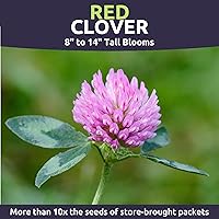 Vista 3 de Red Clover - Paquete grande de 1 onza - 15,000 semillas de flores para plantar - Trifolium pratense