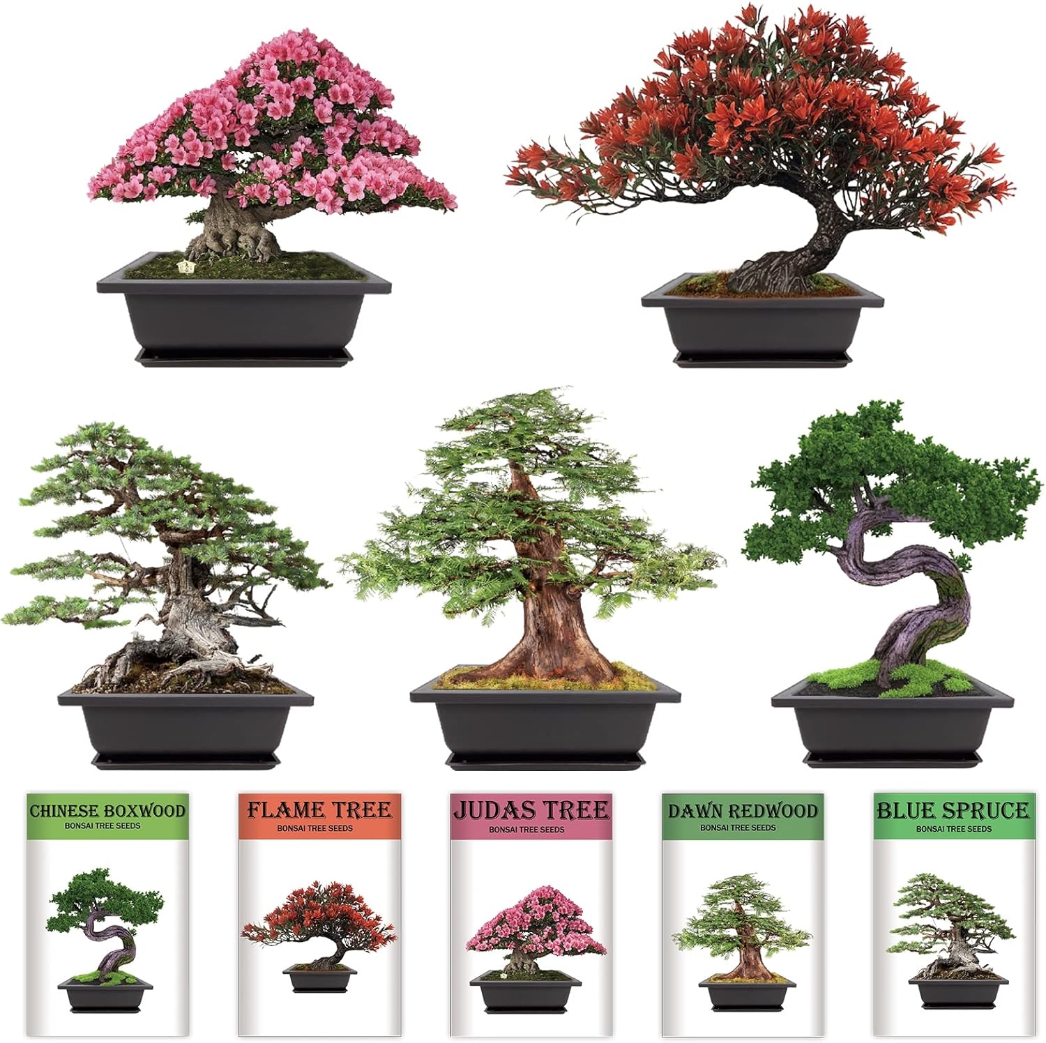 Growing into Blue Spruce, Chinese Boxwood, Dawn Redwood, Flame Tree, Judas Tree, Indoor Outdoor Home Gardening DIY Gifts