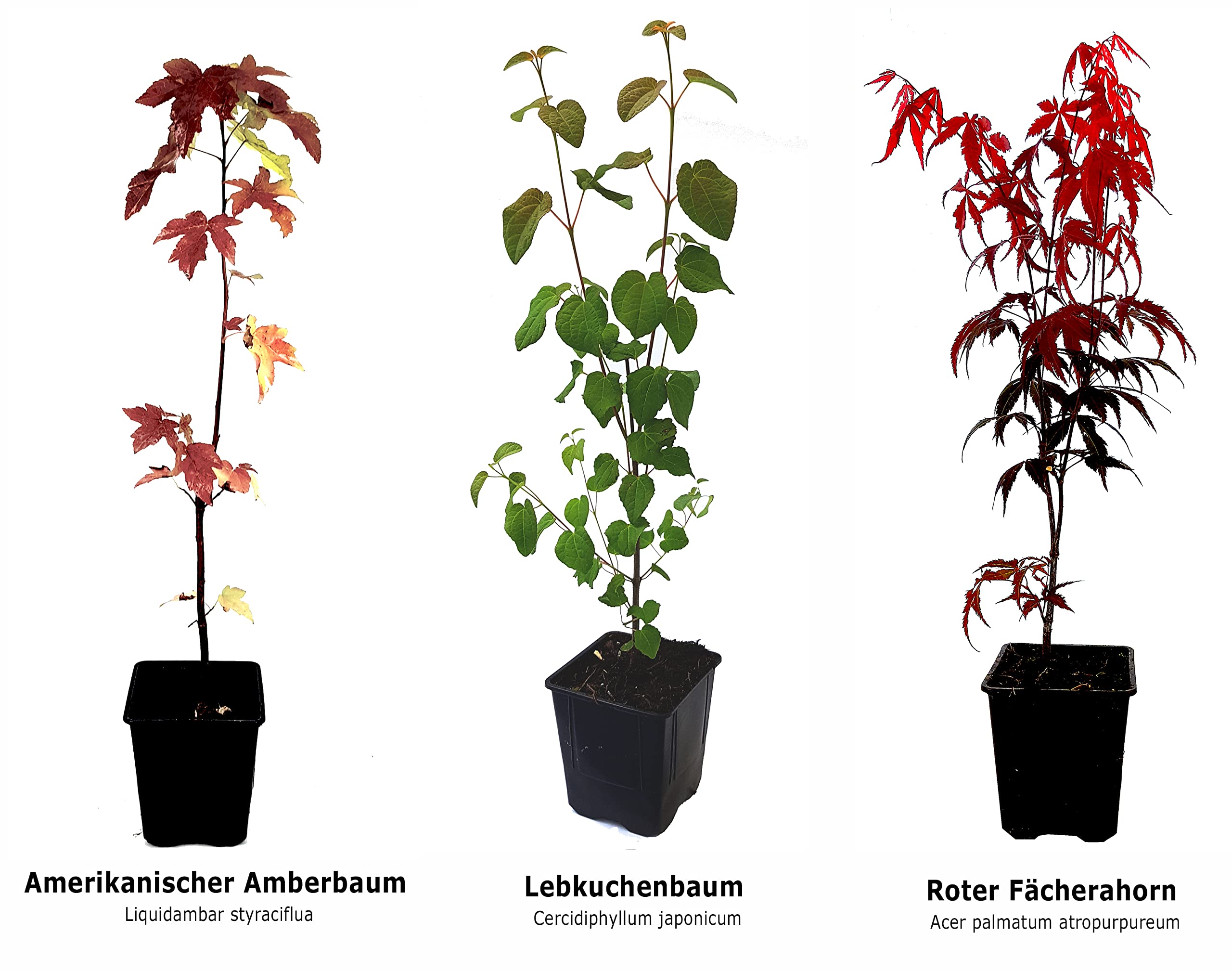 Seedeo® 3 Pflanzen für Deinen Indian Summer