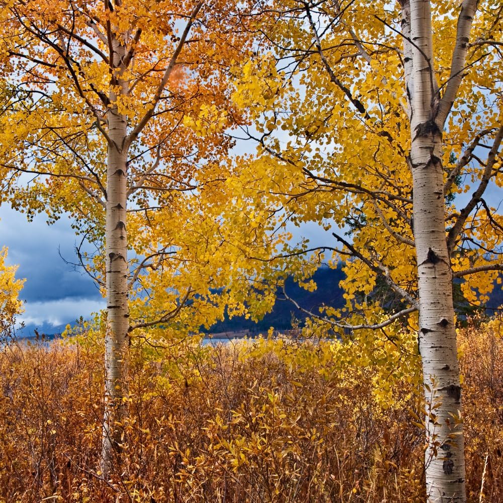 Set 3 of Quaking Aspen Trees Live Plants, Aspen Seedlings, 8 to 12 Inc Tall Shrub Plant