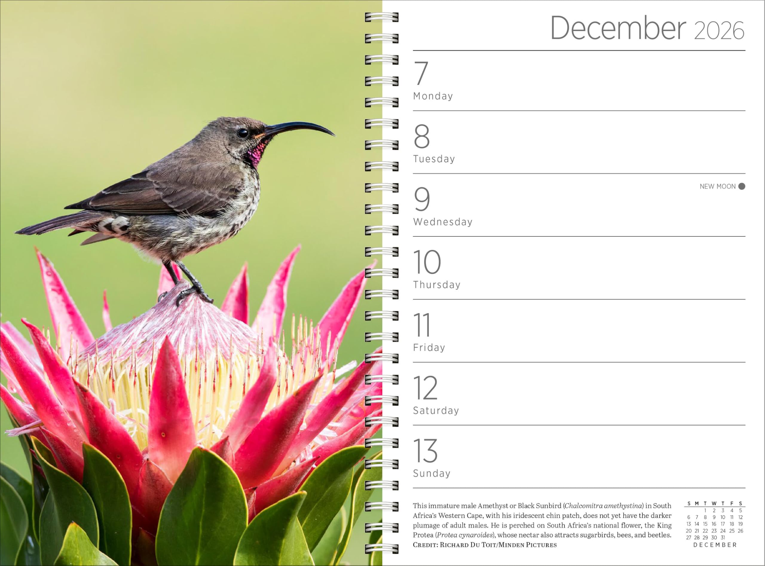Audubon Engagement Calendar 2026: A Tribute to Nature and Its Spectacular Landscapes