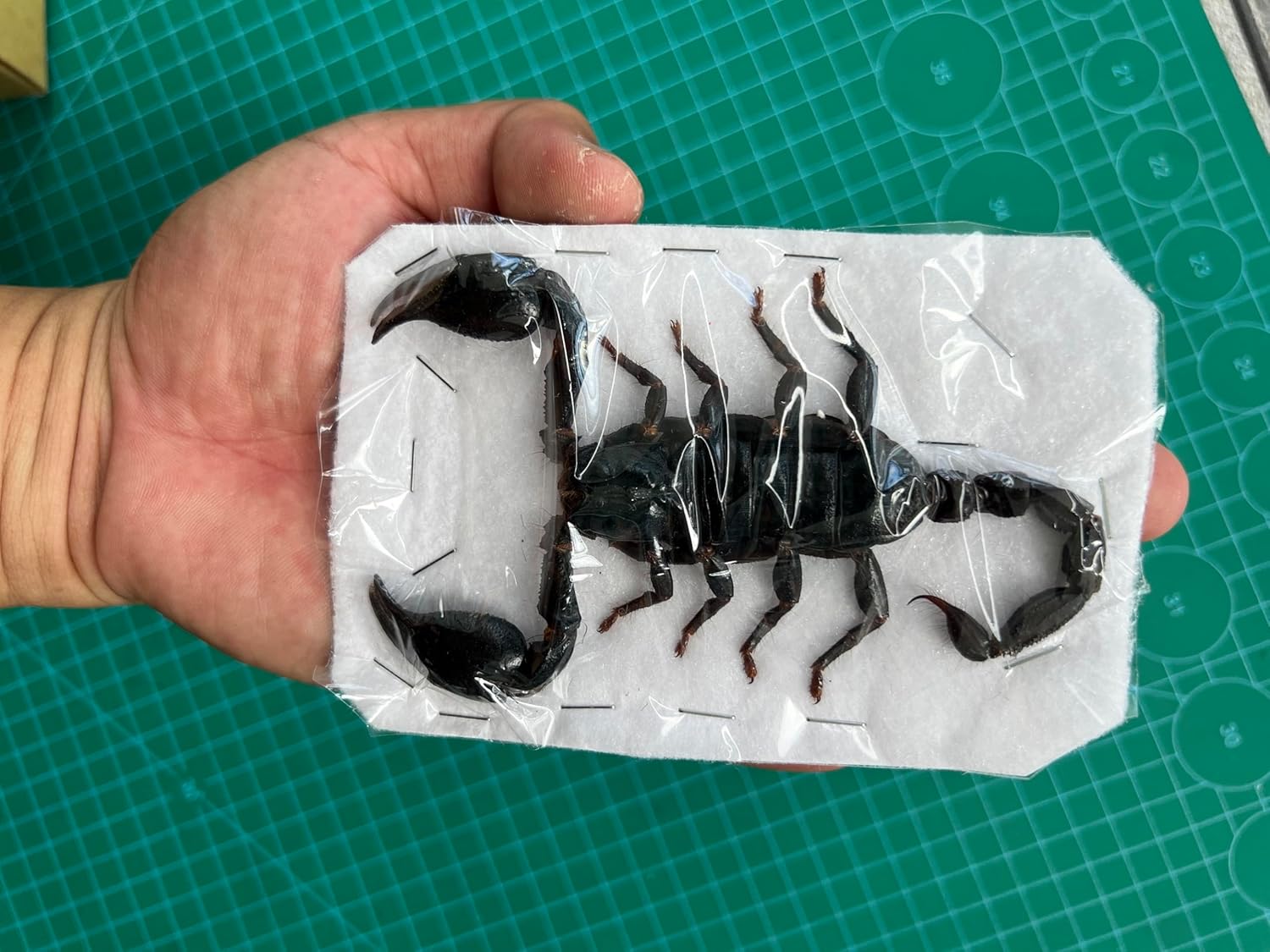 vinatimes 6 Pcs of Real Giant Scorpion 7" Preserved Large Beetle Bug Dried Pinning Entomology Taxidermy Scientific Unmounted Raw Specimen Oddity Collection Artwork UM11