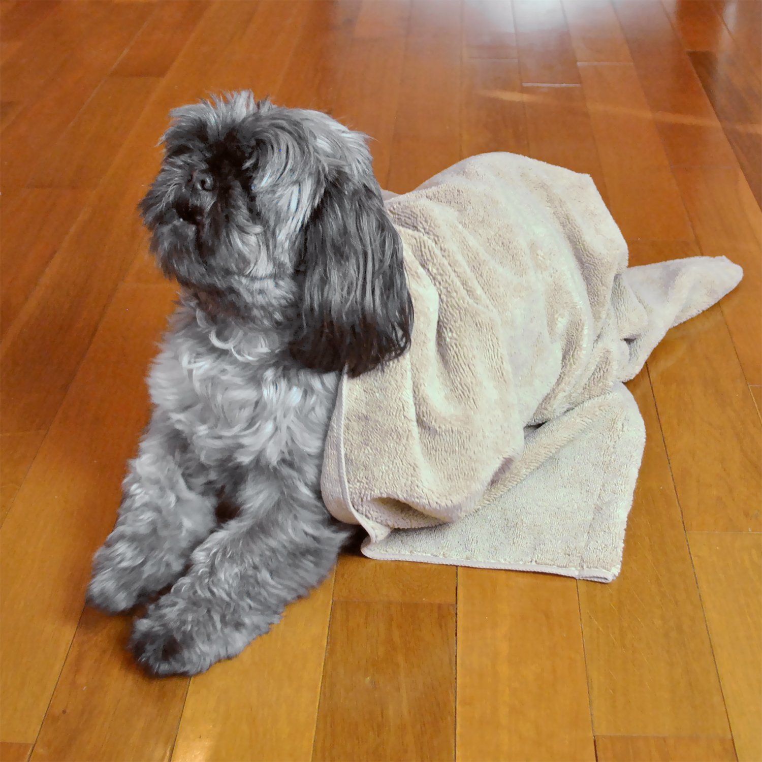 bone dry dog drying towel
