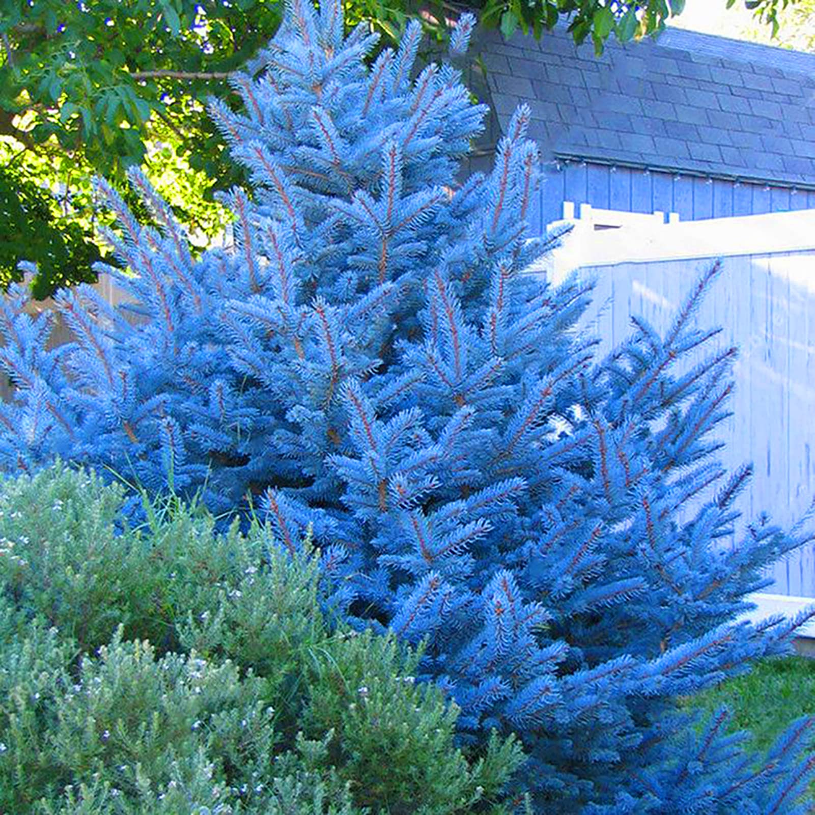 150 unids/bolsa Semillas de abeto azul, Picea Pungens Semillas Prolífico Crecimiento rápido Bonsai Jardín Semillas de abeto azul para el patio Azul