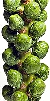 RDR Seeds 500 Catskill Brussels Sprout Seeds - Heirloom Non-GMO USA Grown, High Yield Robust Flavor Garden Starter