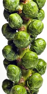 Catskill Heirloom Brussels Sprout Seeds 500 Count - Non-GMO USA Grown RDR Seeds for Robust Flavorful Harvest