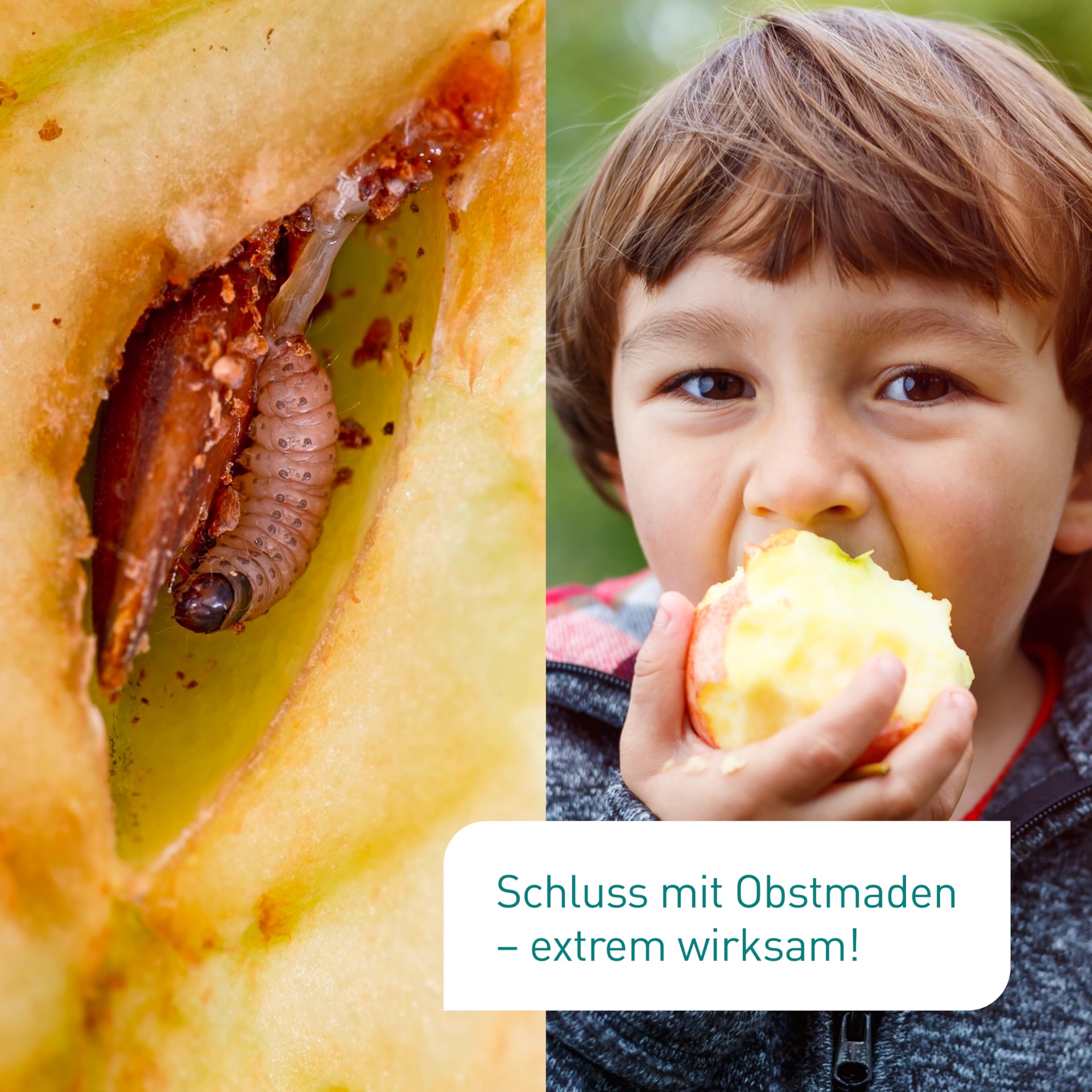 Plantura SF-Nematoden gegen Apfelwickler & Pflaumenwickler – 100% biologisch & hochwirksam, inkl. Netzmittel, Nützlinge aus Deutschland, 25 Mio für bis zu 12 große / 25 kleine Bäume