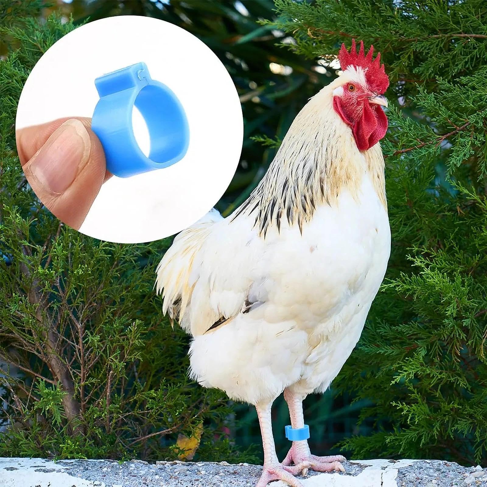 Anillas para Patas de Pollo 16mm - Anillas de Marcaje Transparentes para Gallinas, Gansos y Patos - Anillas Desmontables para Avicultura