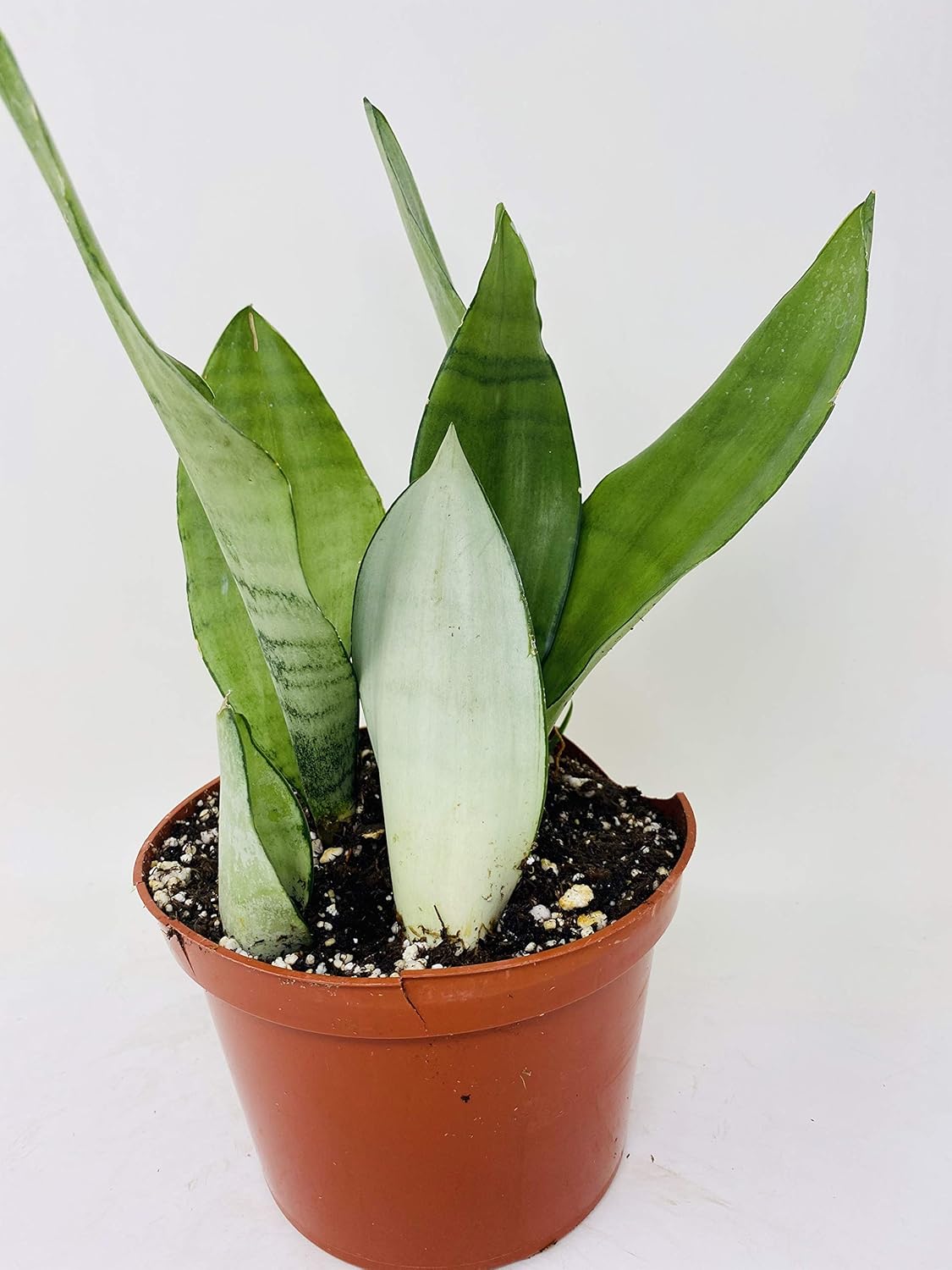 'Moonshine' Snake Plant - Sanseveria - Almost Impossible to Kill - 6" Pot- From Jm Bamboo