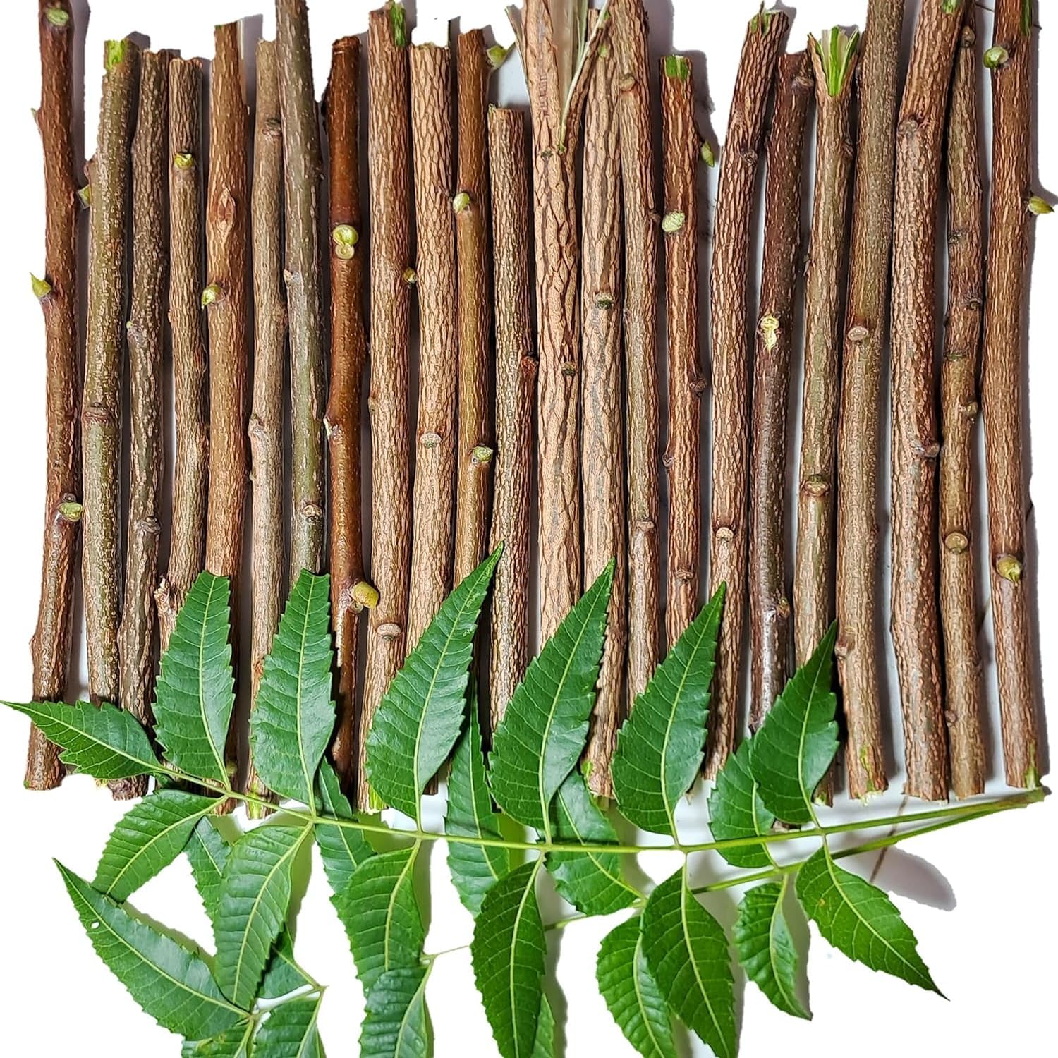 Ayurvedic Natural Organic Neem Datun, Manual Toothbrush Nim Tree Twigs Chew Sticks for Brushing Teeth Removes Bad Breath, Relieve Tooth Ache (5 to 7 inch)- for Adults Child,Pack of 10/ Free 1pcs