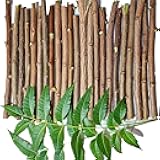 Ayurvedic Natural Organic Neem Datun, Manual Toothbrush Nim Tree Twigs Chew Sticks for Brushing Teeth Removes Bad Breath, Relieve Tooth Ache (5 to 7 inch)- for Adults Child,Pack of 10/ Free 1pcs