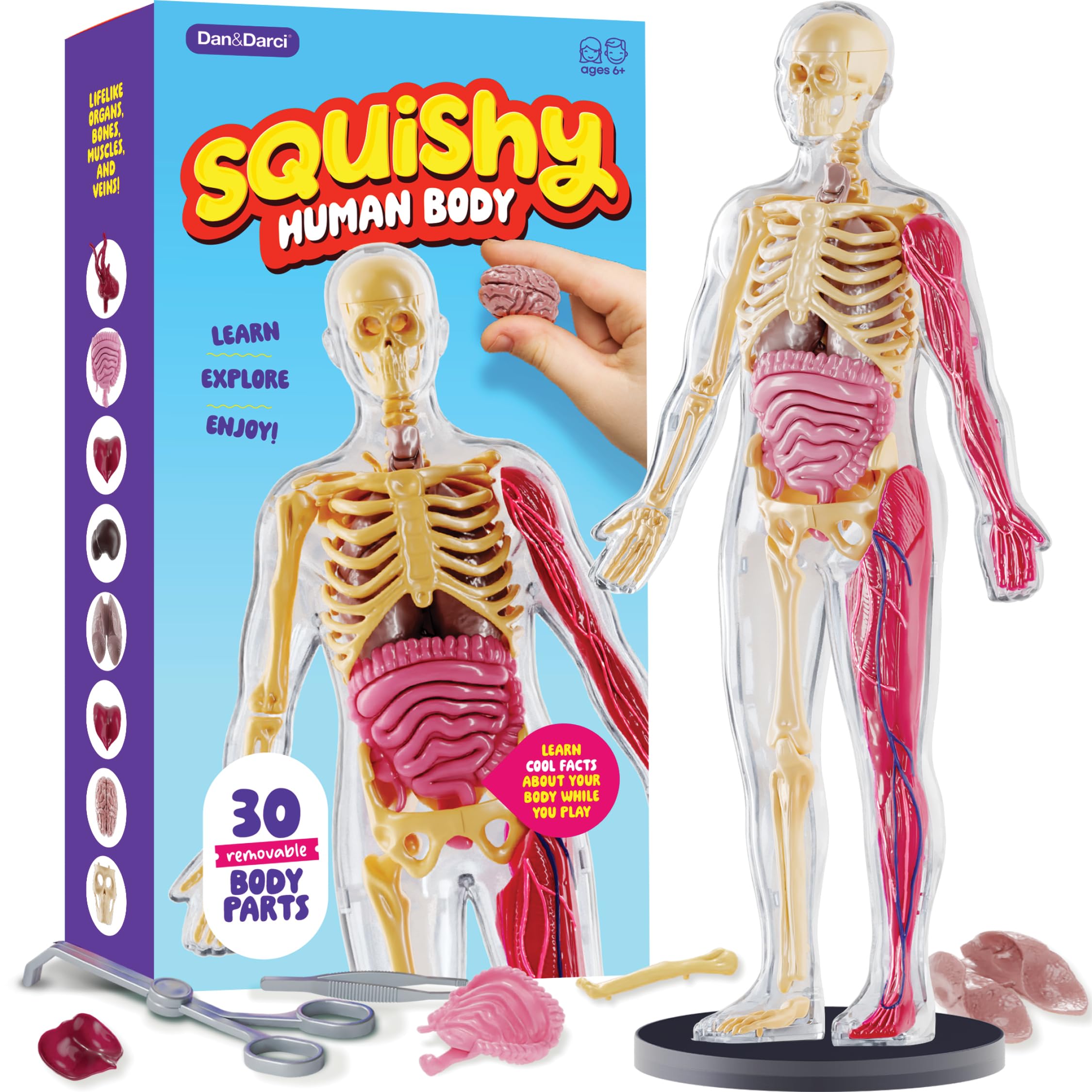 Human Anatomy Squishy Body Model - Science Kits for Kids Ages 4-8 - STEM Toys for 4 5 6 7 8 Year Old Boy Birthday Gift - Learning Educational Toys for Ages 5-7 Boys Gifts - Skeleton Parts