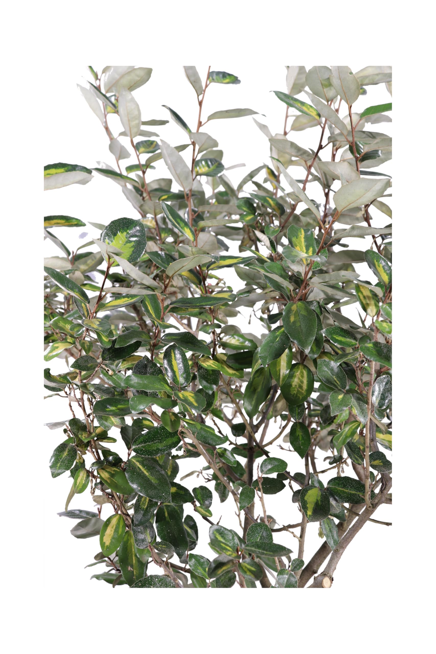 Pianta vera di Eleagnus X Ebbingei Viveleg o Eleagnus variegato cespuglio ornamentale da siepe da esterno venduta da eGarden.store (Vaso 35 cm)