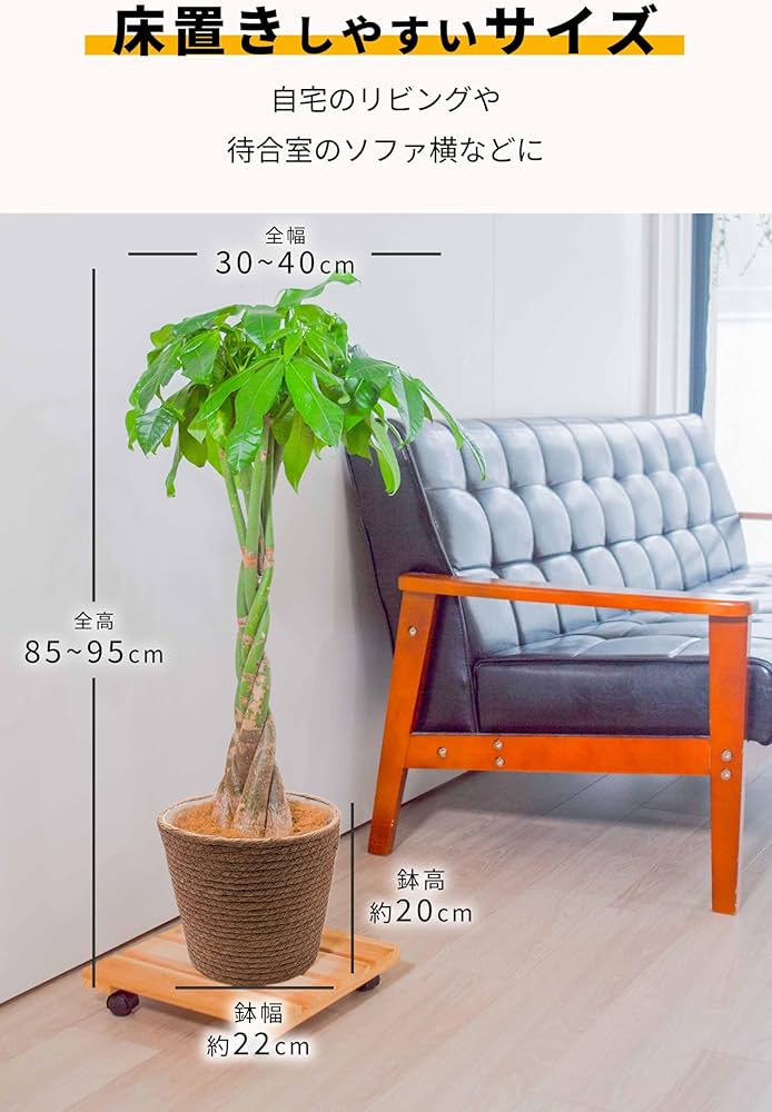 Amazon｜[ miipas ] パキラ 7号鉢 編み込み ねじり 本物 大型