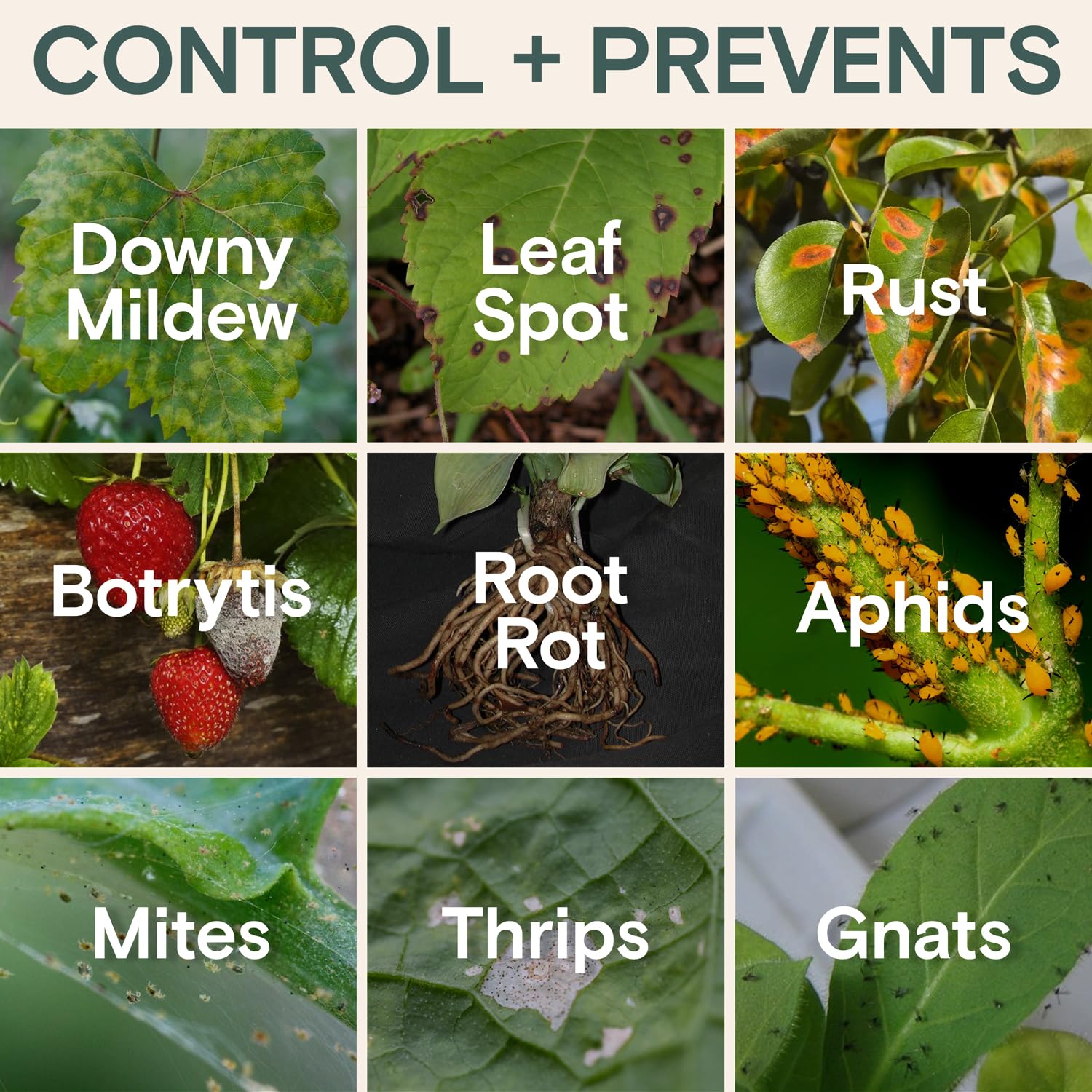 Amazon.com: Organic Insecticide & Fungicide for Plants  Indoor/Outdoor  Protection to Control Powdery Mildew, Spider Mites, Aphids, Whiteflies,  Fungus Gnats  Safe on Vegetables & Lawns  Concentrate Spray, 16oz : Patio,