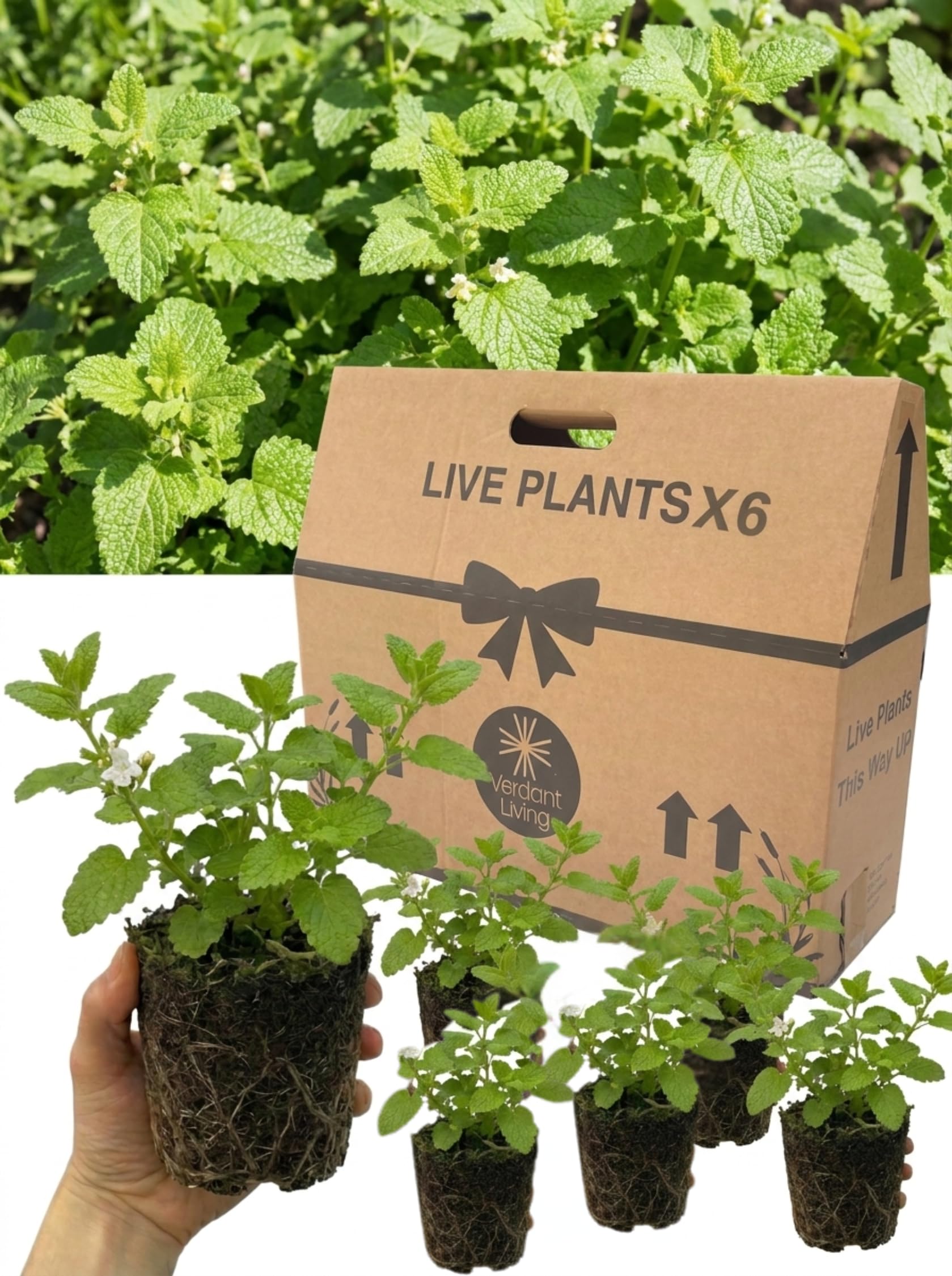 6X Lemon Balm Mint - Melissa Officinalis Live Herb Plants in 1 Litre Root Balls, UK Grown, Aromatic Perennial Herbs for Garden Borders, Patio Pots, Containers, Kitchen Herbs and Herbal Tea Planting