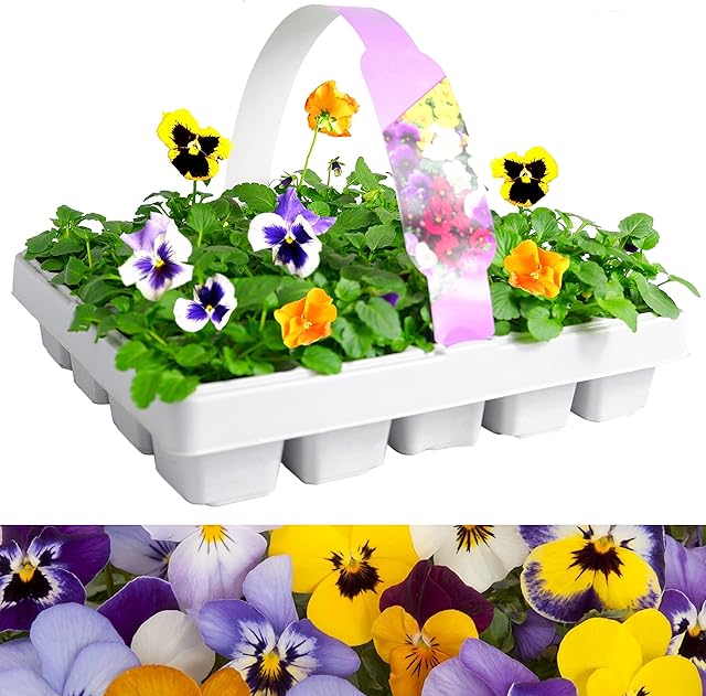 Pansy 'Matrix' Mix 20 Pack - Large Plants in A Mix of Colours - Great Value Pansys Plants - Explosive Colours of Pansys  Colourful Flowers  20 Plants Tray