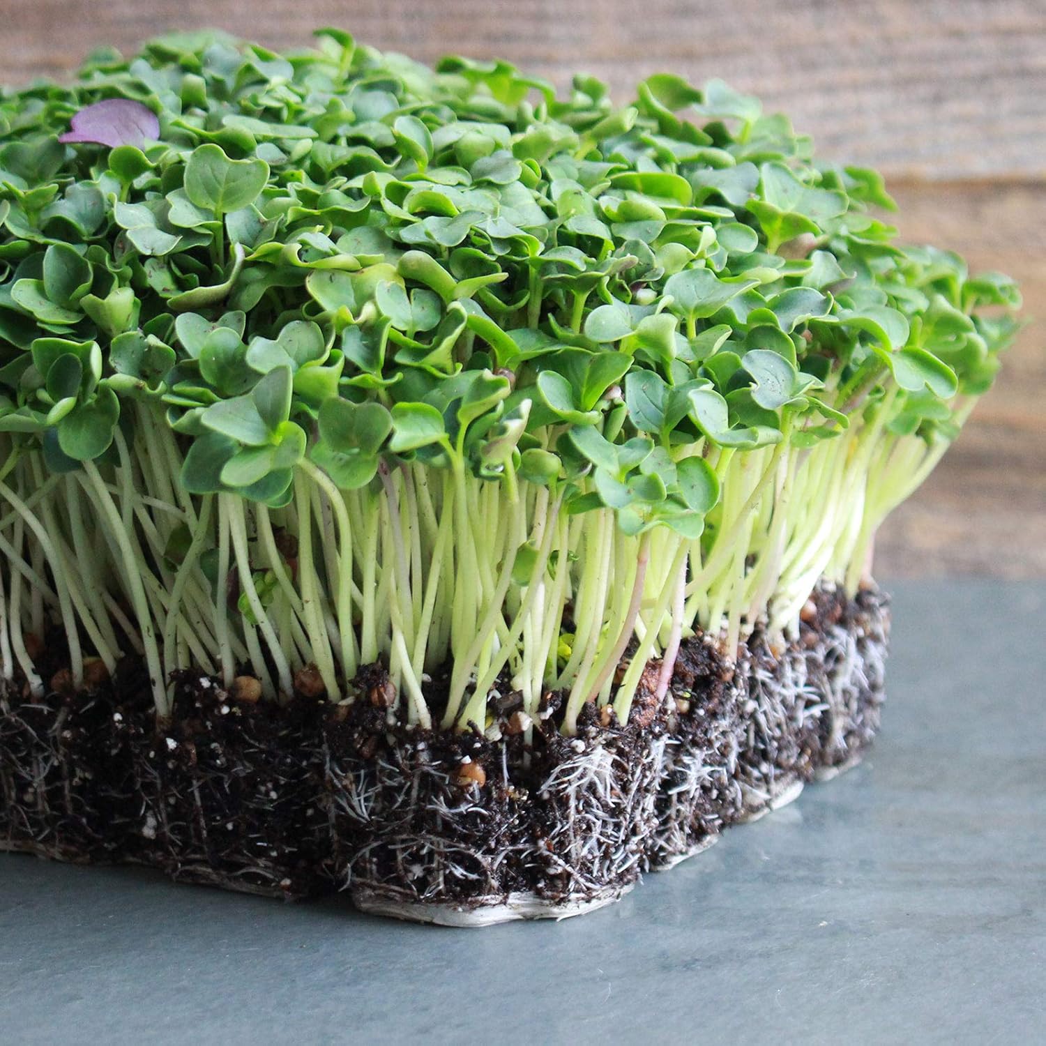 Red Daikon Radish Seeds - (Ostergruss Rosa) - 4 Oz - Non-GMO, Heirloom - Vegetable Gardening & Micro Greens Seeds