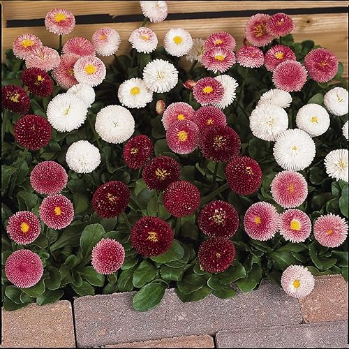 Outsidepride Bellis Red English Daisy Garden - Semillas de plantas de flores - 5000 semillas