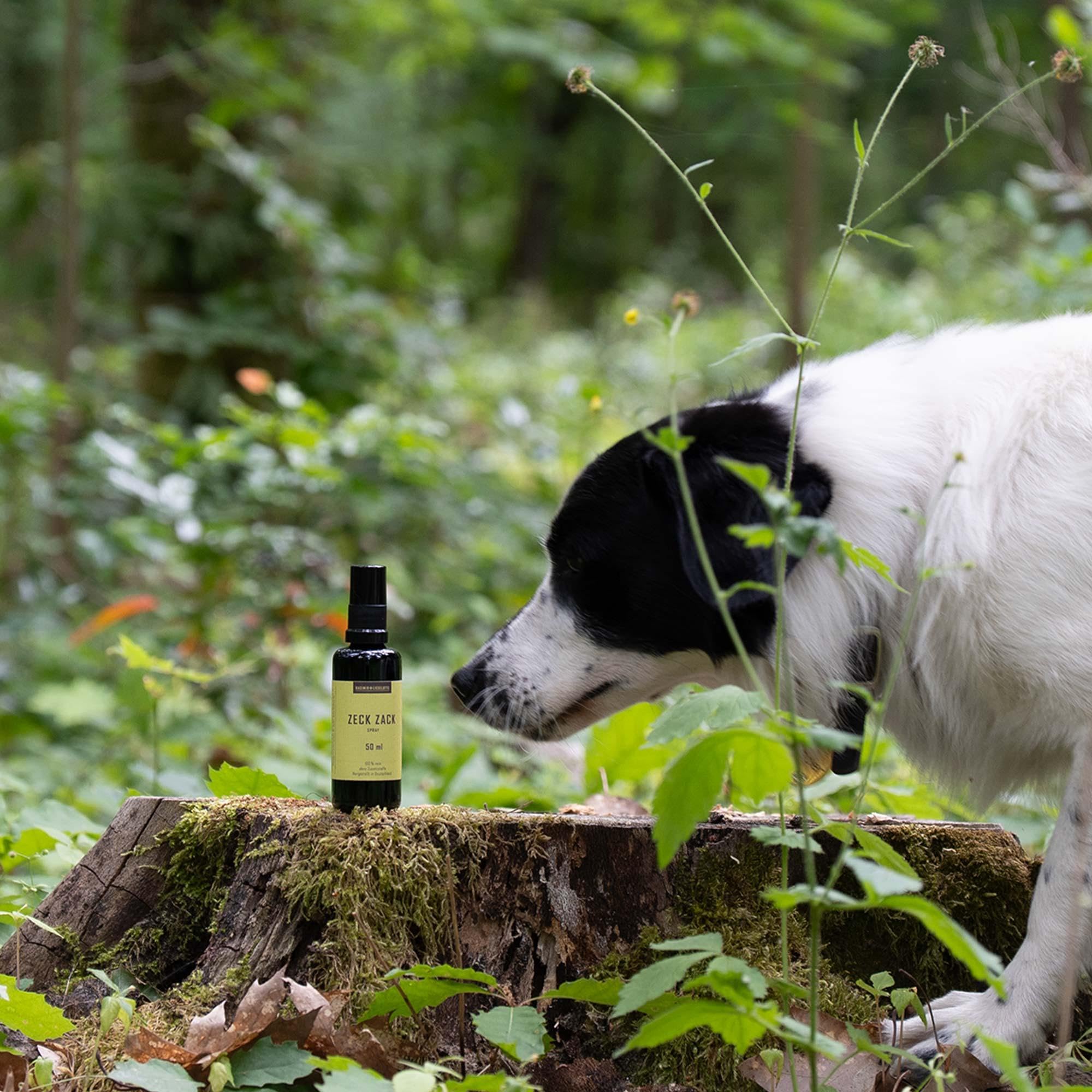 Zeck Zack Spray 50ml - Natürlicher Zeckenschutz mit ätherischen Ölen - Für Mensch & Hund - Vegan - Handmade in Deutschland (50ml)