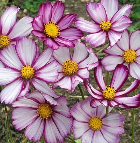Miniatura 7 de Semillas Candy Stripe Cosmos Mexican Aster Mix Flores Anuales