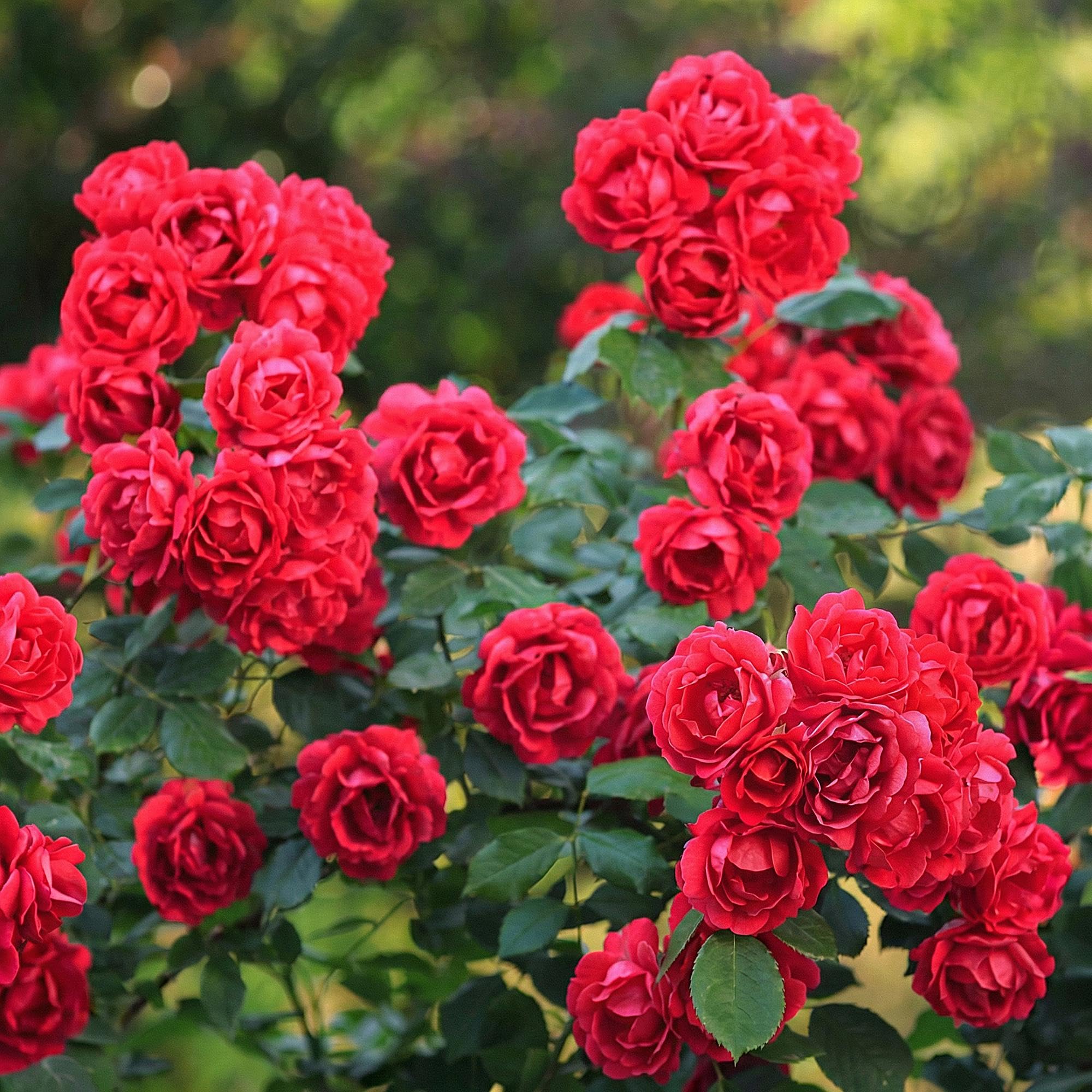 Gartenrose Rosa The Fairy Rot 3er Set – winterhart