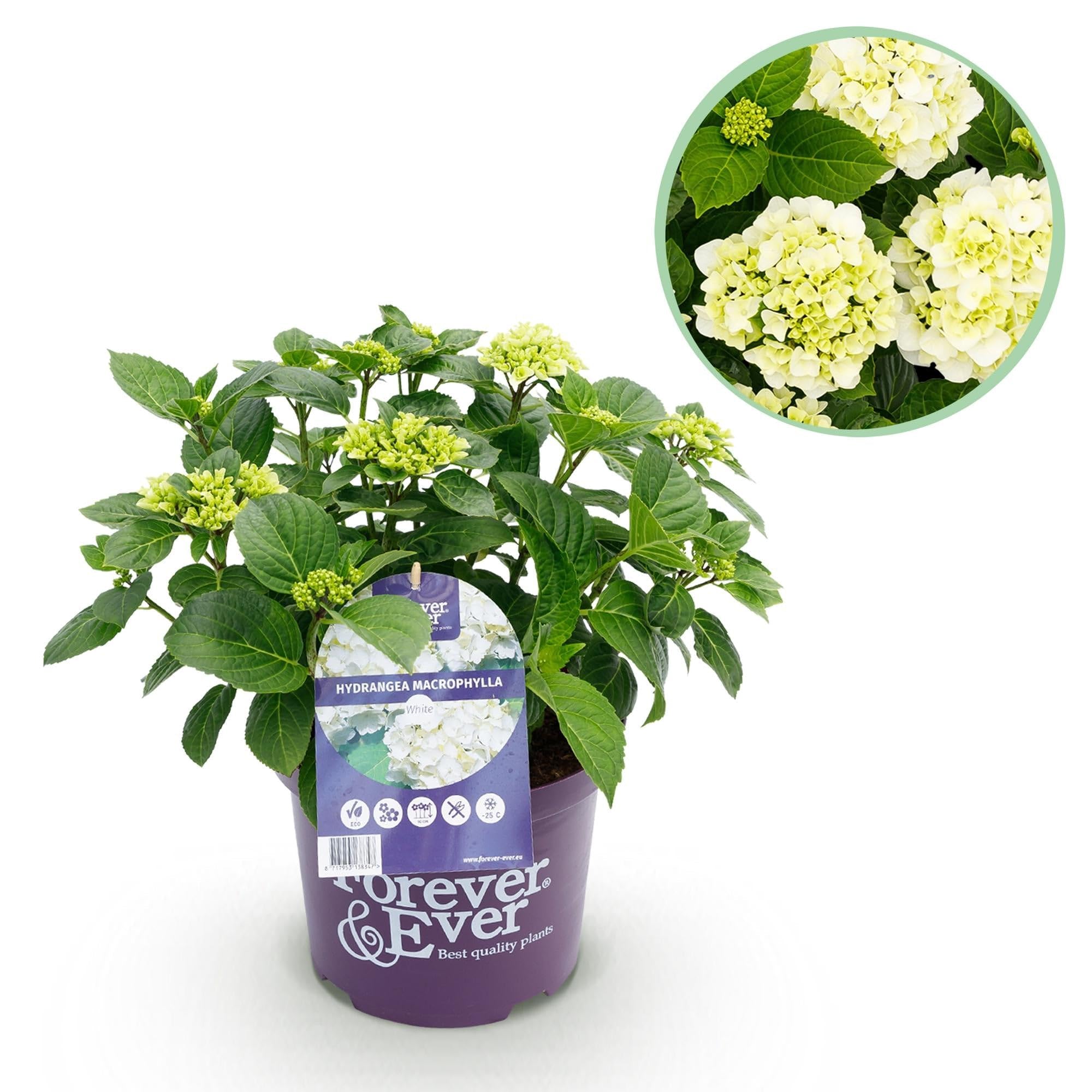 Hortensja Hydrangea macrophylla Forever & Ever biała, roślina balkonowa, 7-12 kwiatów, doniczka 23 cm, wysokość 55 cm, łatwa w pielęgnacji, na grządki, taras i balkon