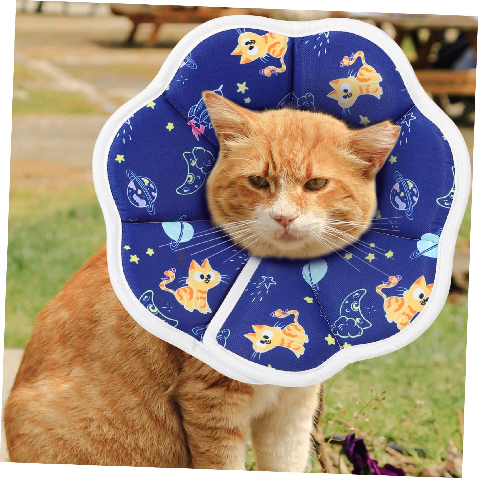 4 Pz coni per gatti dopo l'intervento da compagnia elisabettiano collare per il recupero del gatto collarino cane cucciolo collarini gattini gattino spugna POPETPOP