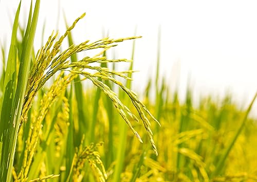 Miniatura 8 de Food to Live Arroz orgánico de sushi blanco de grano corto, 2 libras, arroz japonés sin OMG, perfectamente pegajoso, vegano, a granel. Fácil de