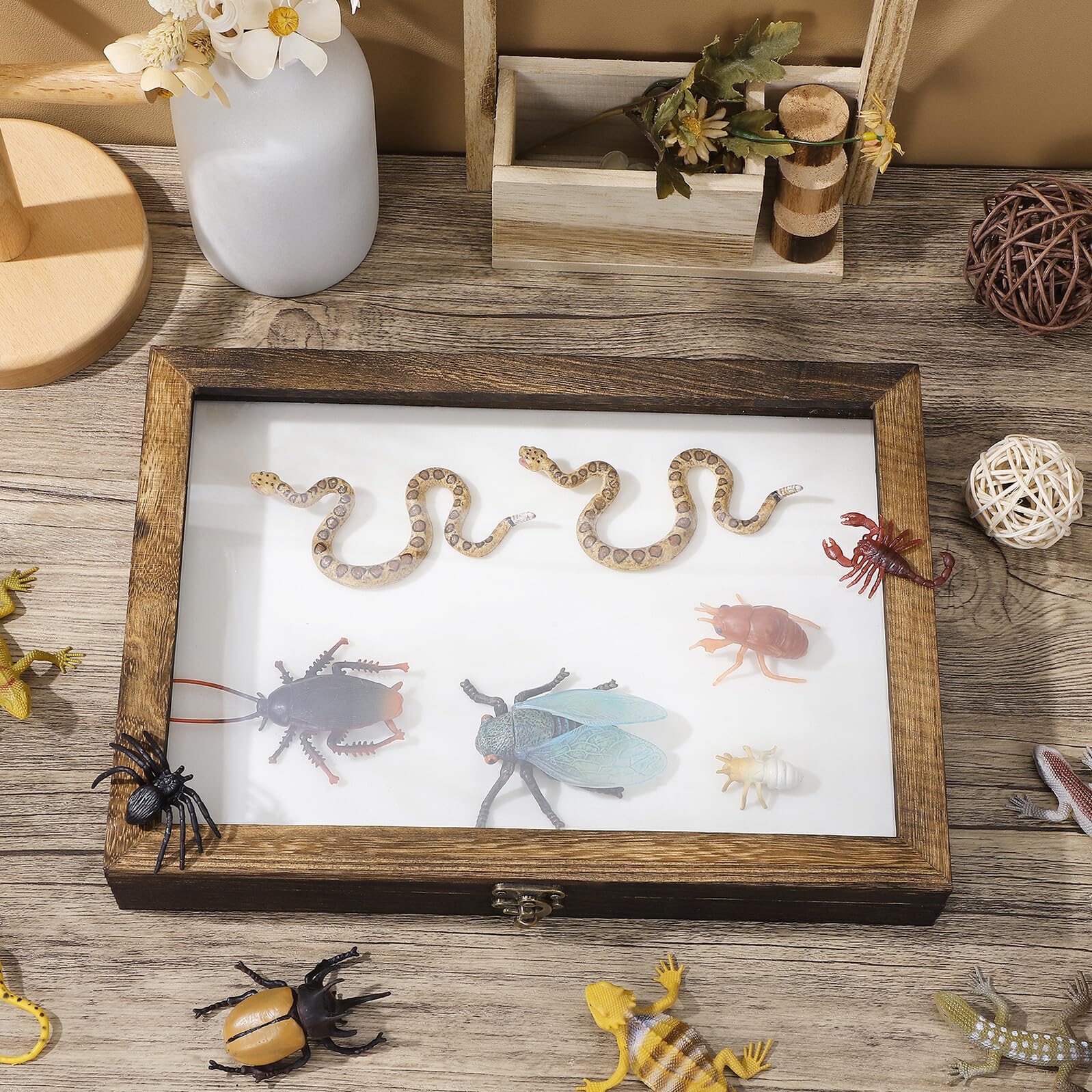 Healvian Caja de Muestras para Insectos con Vitrina de Madera y Tapa Transparente, Adecuado para Coleccionar Mariposas y Decorar Escritorios Estilo