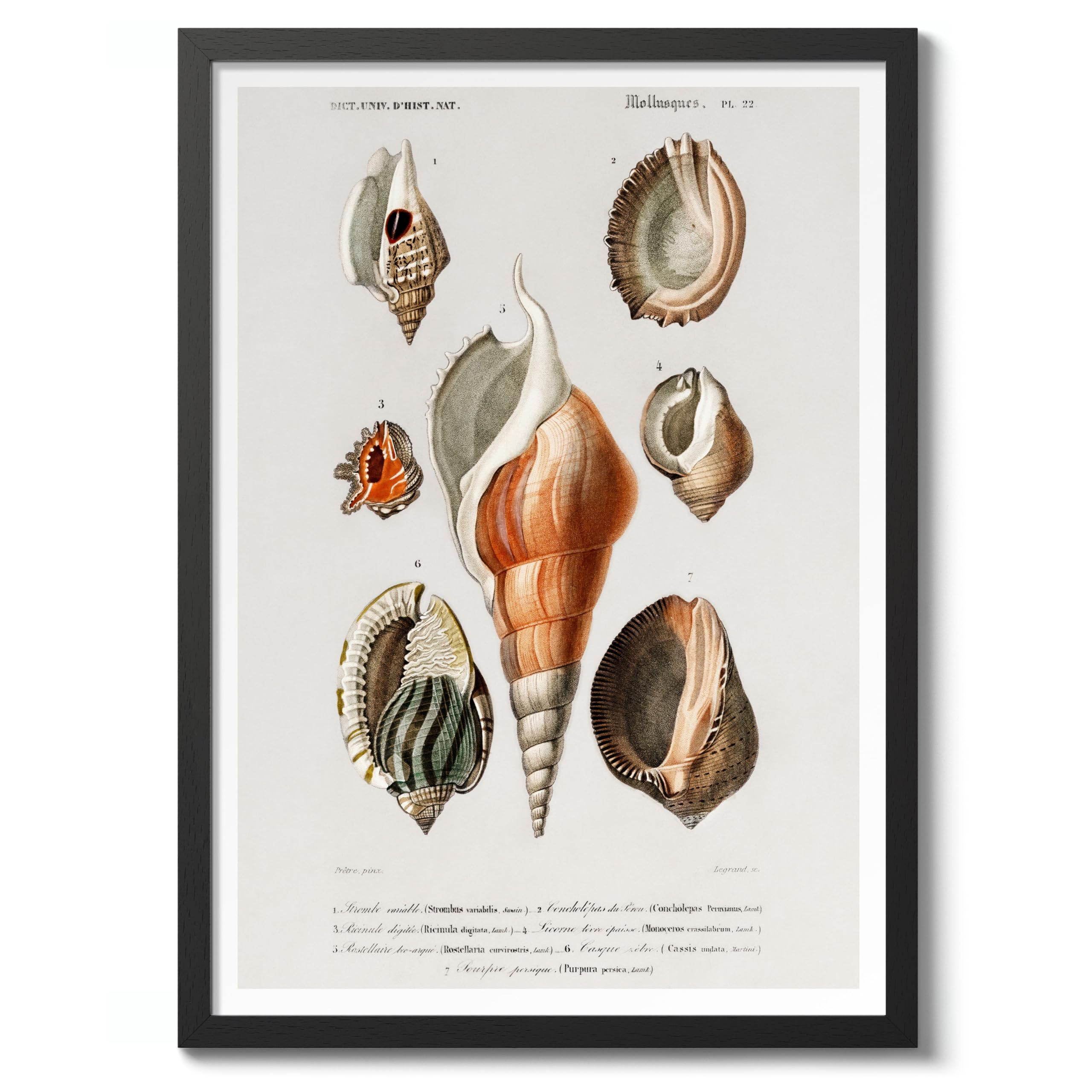 Mollusks Iii Charles Dessalines D'Orbigny Poster, Vintage Botanical Prints, Encyclopedia Retro Wall Art Home Decor, Archival Matte, A5 (Black Frame) - 21x14.8cm