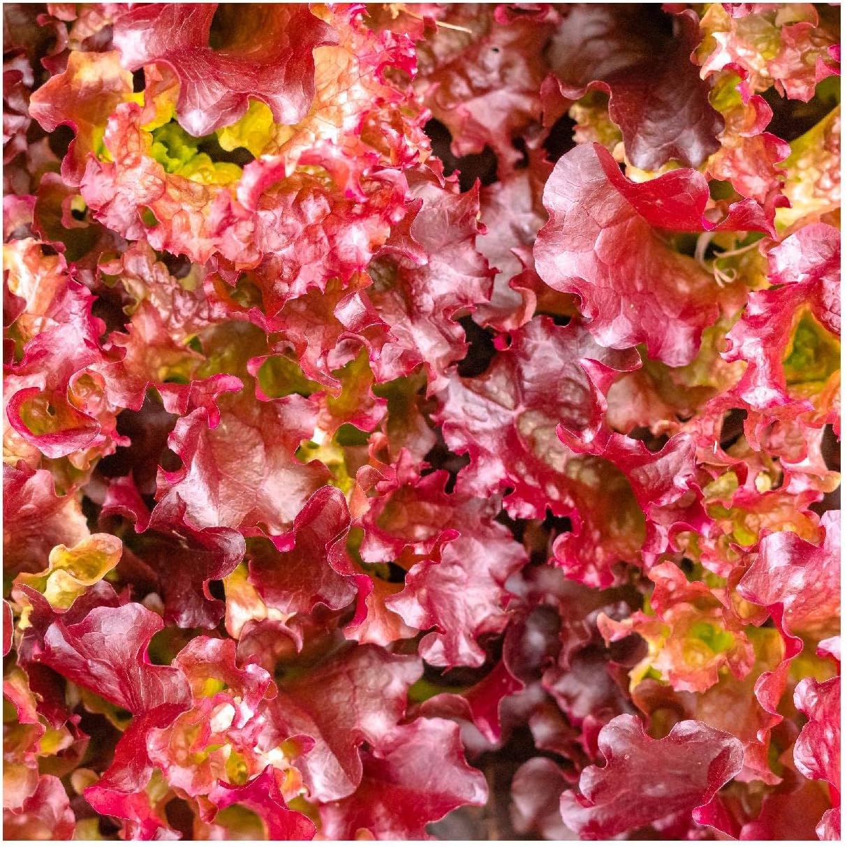 Everwilde Farms - 1 Lb Organic Red Salad Bowl Leaf Lettuce Seeds - Gold Vault Packet